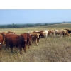Image 2 : Forbes Bros. Ranching - 1025# October Delivery Grass Steers - 60 Head (Senlac, SK)