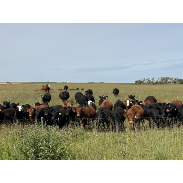 Kris Springer - 56 Simm/Angus X Bred Heifers (Foam Lake, SK)