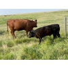 Image 3 : McComish Ranches - 600# December Delivery Weaned Steers - 100 Head (Stettler, AB)