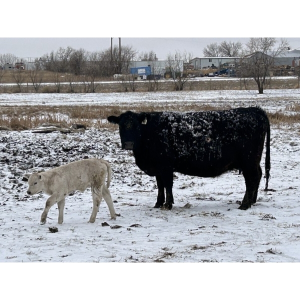 Back Forty Enterprises - 8 Middle-Aged Pairs