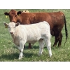 Image 10 : MacMillan Farming Co. - 575# July Delivery Steer Calves - 210 Head (Cayley, AB) VBP+