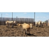 Image 3 : Cattlewood Farms Ltd. - 945# June/July Delivery Heifers - 35 Head (Fincastle, AB)