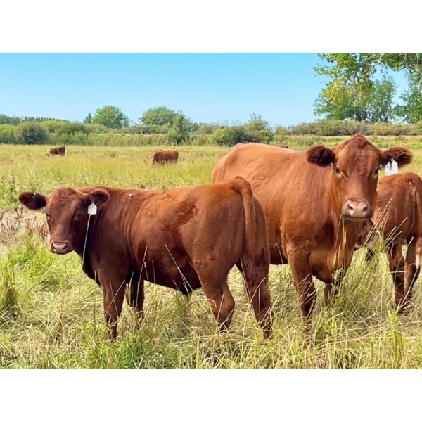 Kokay Farms Ltd. - 675# Steer Calves - 85 Head (Rosemary, AB)