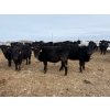 Image 5 : Belle Creek Stock Farms - 765# March Delivery Heifers - 160 Head (Belleview, MB)