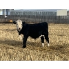 Image 5 : Lake Thelma Farms - 660# November Delivery Steer Calves - 80 Head (Coronation, AB)