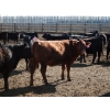 Image 3 : NorthBend Cattle Corp.  - 12 Red Replacement Heifers (Scandia, AB)