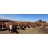 Image 5 : Amber Mountain Farms - 660# May Delivery Heifers - 128 Head (Vauxhall, AB)