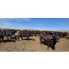 Image 8 : Amber Mountain Farms - 640# May Delivery Heifers - 205 Head (Vauxhall, AB)