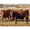 Image 4 : Stahlville Colony - 960# January Delivery Steers - 188 Head (Rockyford, AB)