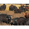 Image 4 : CV Bar Farms Ltd. - 950# April/May Delivery Steers - 180 Head (Scandia, AB)