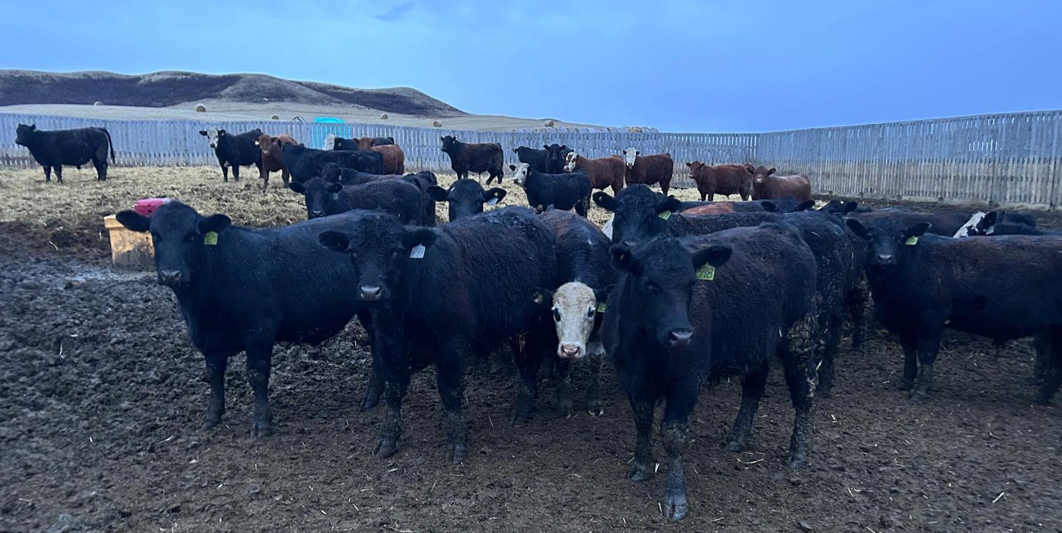 Wyatt & Meg Isaacson - 942# April Delivery Steers - 133 Head (Killdeer ...