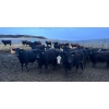 Image 2 : Wyatt & Meg Isaacson - 942# April Delivery Steers - 126 Head (Killdeer, SK)