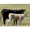 Image 11 : Justin & Kryston Tateson - 750# December Delivery Weaned Steers - 83 Head (Scandia, AB)