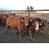 Image 6 : Fleming Bros. Livestock - 640# October Delivery Steer Calves - 70 Head (Rainier, AB)