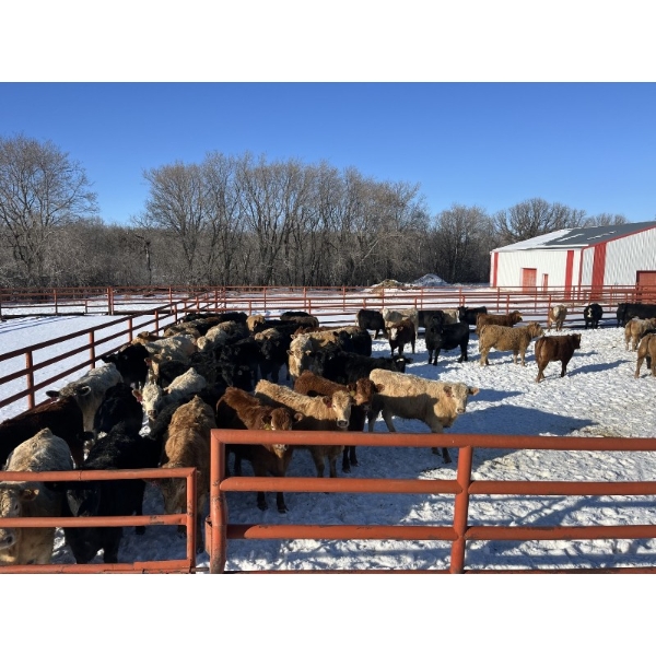 Tyler Slawinski - 840# March Delivery Heifers - 71 Head (McCreary, MB)