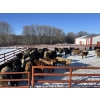 Image 1 : Tyler Slawinski - 840# March Delivery Heifers - 71 Head (McCreary, MB)