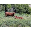 Image 5 : Jamie McMillan - 990# August Delivery Grass Steers - 75 Head (Elkwater, AB)