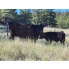 Image 10 : Sugarloaf Ranch Ltd. - 650# Oct/Nov Delivery Steer Calves - 93 Head (Kamloops, BC) VBP+