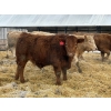 Image 5 : Brandt Boys Beef & Grain - 960# March Delivery Steers - 64 Head (Tolstoi, MB)