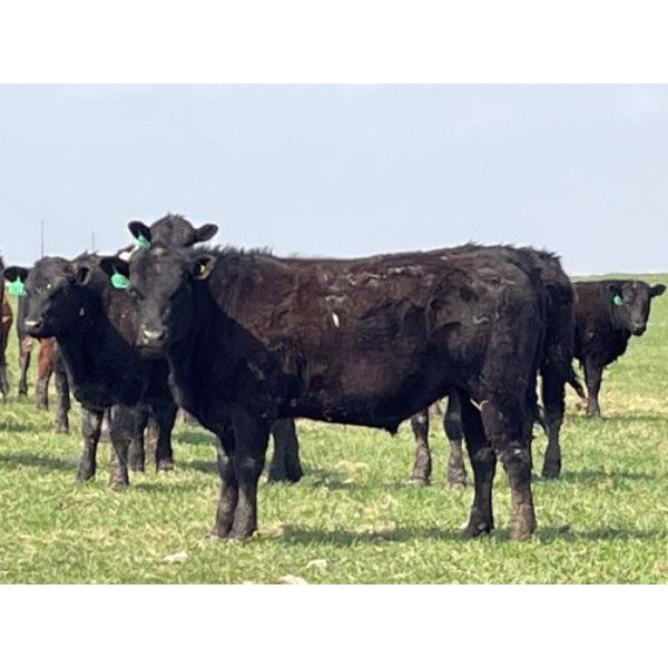 Lazy T Ranch - 1025# July Delivery Grass Steers - 240 Head (Indian Head, SK)