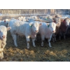 Image 4 : Munro Farms - 830# March Delivery Heifers - 75 Head (Kelwood, MB)