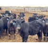 Image 3 : R & W Cattle Co. Ltd. - 675# April Delivery Heifers - 62 Head (Rosemary, AB)