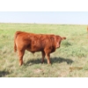 Image 5 : Leonard Lundquist/Andrew Ranching - 675# October Delivery Steer Calves - 90 Head (Rolling Hills, AB)