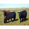 Image 4 : Saddle Ridge Ranching & SW Cattle - 950# October Grass Heifers - 80 Head (Strathmore, AB)