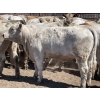 Image 5 : Lone Star Cattle Co. - 1000# June Delivery Heifers - 63 Head (Strathmore, AB)