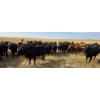Image 9 : Twin Bridges Ranch - 865# September Delivery Grass Heifers - 153 Head (Maple Creek, SK)