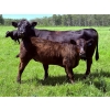 Image 5 : Bar 27 Stock Farm - 720# September Delivery Steer Calves - 85 Head (Spruce View, AB) VBP+