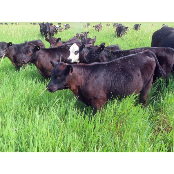 Spring View Ranch Ltd. - 500# November Delivery Heifer Calves - 55 Head (Beaubier, SK)