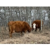 Image 20 : C & L Livestock - 29 Red Mature 3-Way Pairs (Edam, SK) VBP+