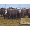 Image 1 : Chomistek Ranch - 10 Red Goggle-Eyed Heifers (Pen 306)