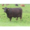Image 3 : 6 S Feeders Inc. - 1500# October Delivery Cows - 42 Head (Moosomin, SK)