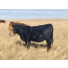 Image 7 : Colton Battrum - 20 Black Heifers