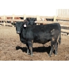 Image 3 : NorthBend Cattle Corp. - 32 Black Replacement Heifers (Scandia, AB)