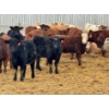 Image 1 : JDC AG - 900# June/July Delivery Heifers - 330 Head (Yorkton, SK)
