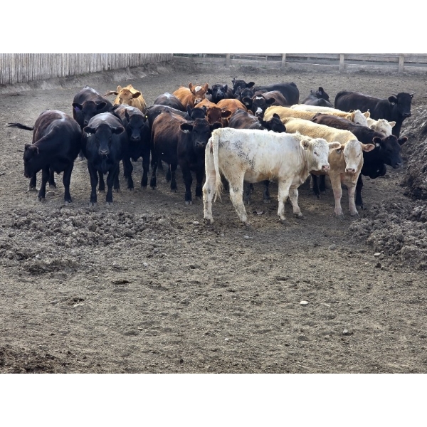 South Island Farms - 920# September Delivery Heifers - 68 Head (Bow Island, AB)