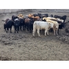 Image 1 : South Island Farms - 920# September Delivery Heifers - 68 Head (Bow Island, AB)