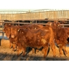 Image 2 : Spear Grass Cattle Co. - 830# February Delivery Steers - 56 Head (Rosemary, AB)