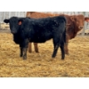 Image 5 : JDC AG - 850# June/July Delivery Heifers - 140 Head (Yorkton, SK)