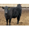 Image 7 : Habraken Farms Ltd. - 825# March Delivery Heifers - 76 Head (Scandia, AB)
