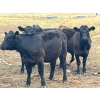 Image 14 : Boggy Springs Ranch - 970# September Grass Heifers - 100 Head (Maple Creek, SK)