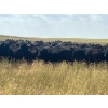 Image 2 : Evenson Cattle Co. - 900# September Grass Heifers - 210 Head (Frontier, SK)