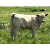 Image 7 : MacMillan Farming Co. - 535# July Delivery Heifer Calves - 180 Head (Cayley, AB) VBP+