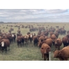 Image 4 : Lazy T Ranch - 1025# August Delivery Grass Heifers - 240 Head (Indian Head, SK) 