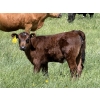 Image 5 : Clarence Koots - 475# November Delivery Heifer Calves - 100 Head (Eckville, AB)