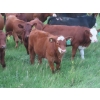 Image 12 : Storle Farms Ltd. - 570# October Delivery Heifer Calves - 45 Head (Lake Alma, SK)