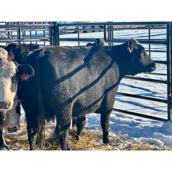 Resch Ranch - 10 Fourth Calvers (Pen 445)